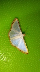 Leuciris