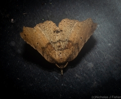 Aroana hemicyclophora