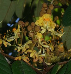 Swartzia panacoco