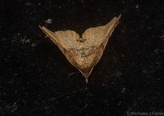 Aroana hemicyclophora