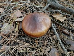 Suillus luteus