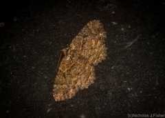 Scotocyma albinotata