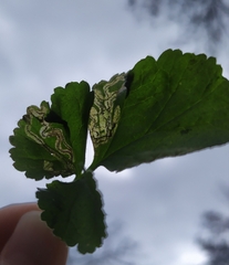 Stigmella