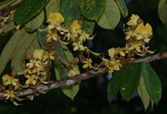 Swartzia panacoco