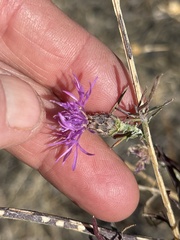 Centaurea stoebe
