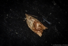 Acroceuthes metaxanthana