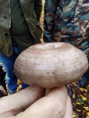 Lactarius circellatus