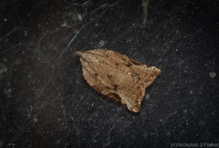 Meritastis ursina