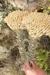 Syncarpha milleflora