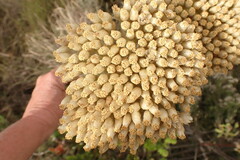 Syncarpha milleflora