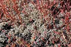 Eriogonum kennedyi