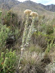 Syncarpha milleflora