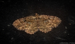 Scotocyma albinotata