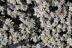 Eriogonum kennedyi