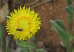 Helichrysum aureum