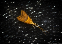 Crocanthes prasinopis