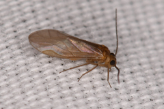 Valenzuela burmeisteri