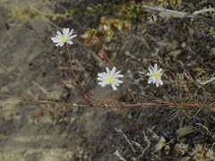 Malacothrix saxatilis saxatilis