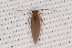 Valenzuela burmeisteri