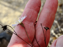 Malacothrix saxatilis saxatilis