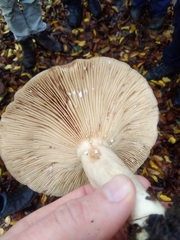 Lactarius circellatus