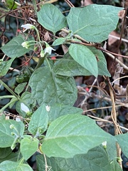 Solanum nigrum