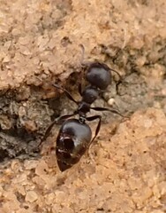 Crematogaster peringueyi