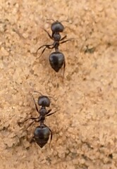 Crematogaster peringueyi