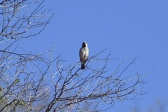Passer motitensis