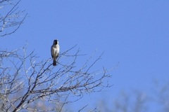 Passer motitensis