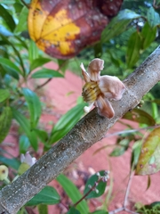 Bellucia mespiloides