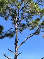 Caracara plancus cheriway