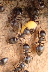 Crematogaster peringueyi