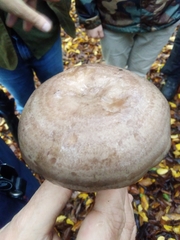 Lactarius circellatus