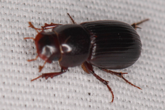 Aphodiini