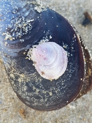 Crepipatella dilatata