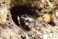 Crematogaster peringueyi