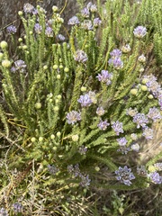 Aspalathus cephalotes