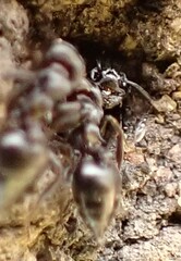Crematogaster peringueyi