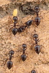 Crematogaster peringueyi