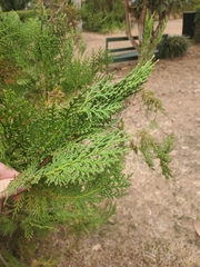 Platycladus orientalis