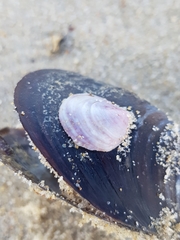 Crepipatella dilatata