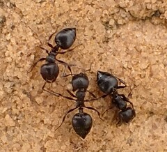 Crematogaster peringueyi