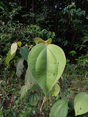 Bellucia mespiloides