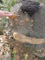 Crematogaster peringueyi