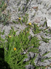 Cullumia setosa
