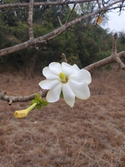 Gardenieae