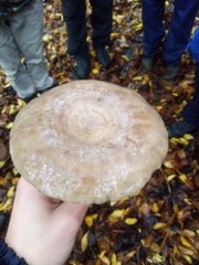 Lactarius circellatus