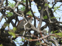 Synallaxis frontalis