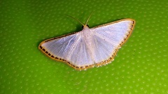 Leuciris